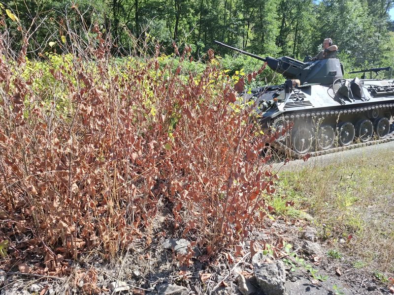 Kettenpanzer im Grünen am Wegrand